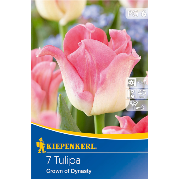 Tulipa Crown of Dynasty