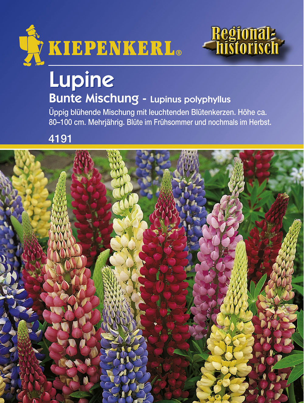 Lupine 'Bunte Mischung' Mehrjährige Blumen Blumensamen Balkon