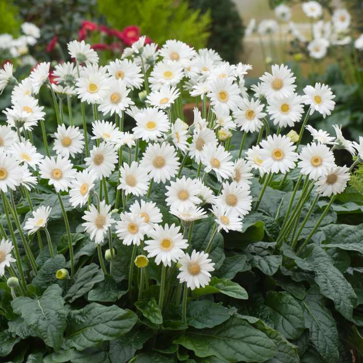 Winterharte Gerbera 'Garvinea®' (Weiß) kaufen Ahrens+Sieberz