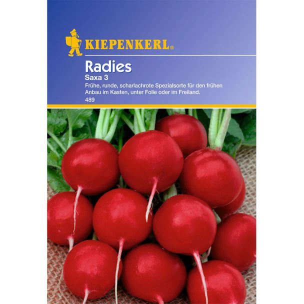 Radies 'Saxa 3'
