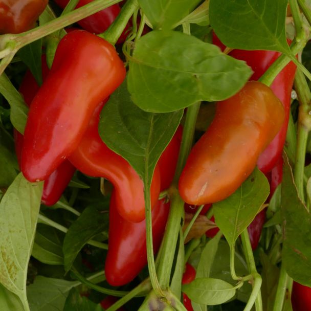 'Pepperino' - Mittelscharfer Gewürz-Paprika
