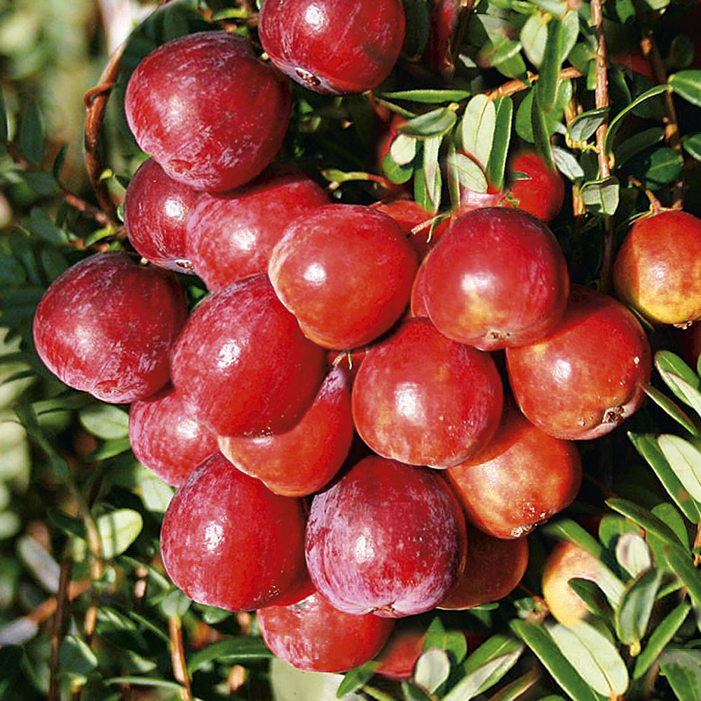 Bodendecker Die Blhenden Grnen Teppiche Bodendecker Die Blhenden Grnen Teppiche