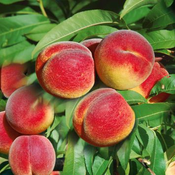 Saft-Pfirsichbaum 'Revita®'