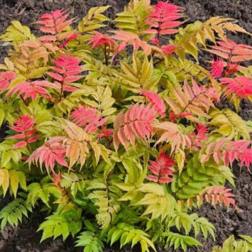 Fiederspiere 'Crimson Feather'