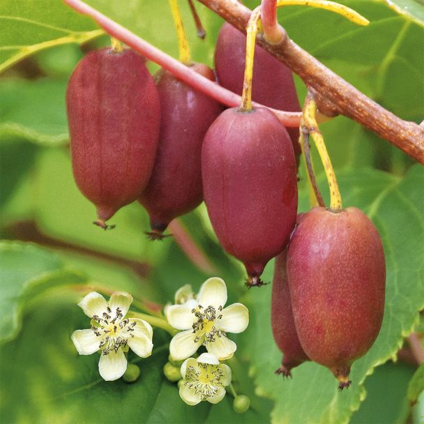 Trauben - KiwiBerry® 'Red Jumbo'