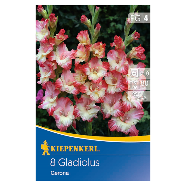 Großblumige Gladiole Gerona