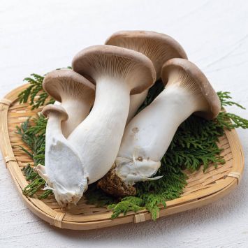 'Kräuterseitling' Pilz-Fertigkultur