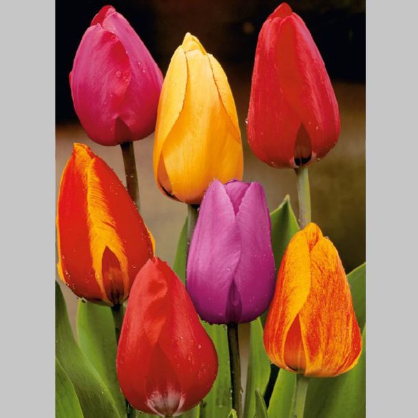 25 Darwin Hybrid-Tulpen