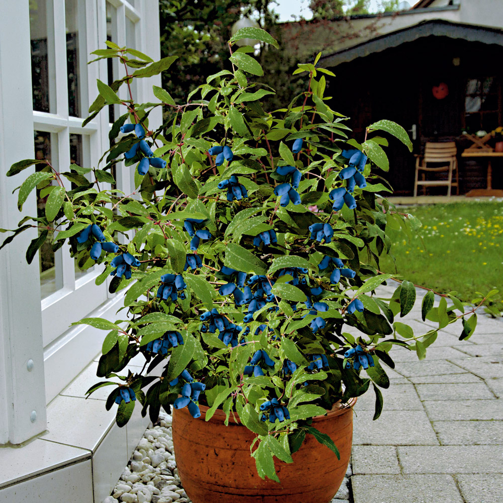 Honigbeere 'Morena' | Honigbeeren | Obst | Ahrens Sieberz - Pflanzenversand & Gartenbedarf