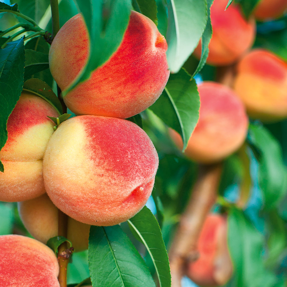Saft-Pfirsichbaum 'Revita®' | Obstgehölz | Pfirsiche & Nektarinen | Obst |  Ahrens+Sieberz - Pflanzenversand & Gartenbedarf