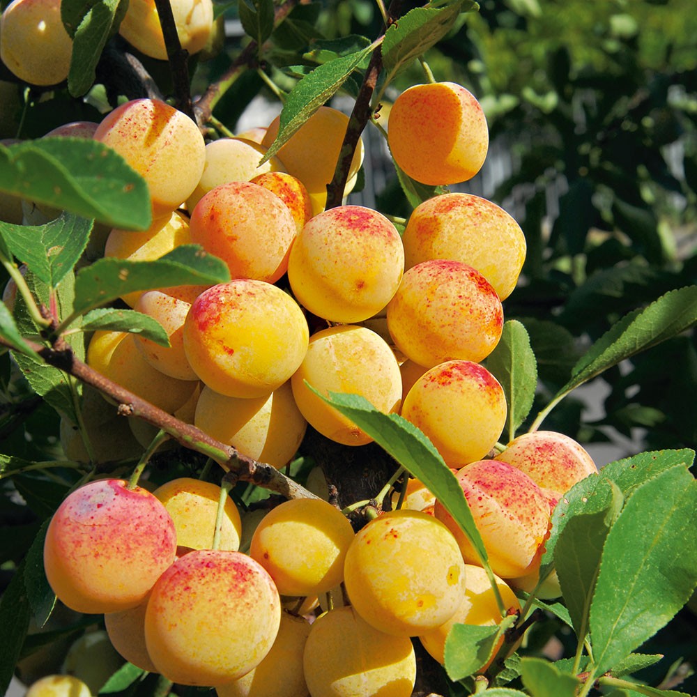Mirabelle Bellamira, 2-jährig | Obstgehölz | Aprikosen &amp; Mirabellen ...