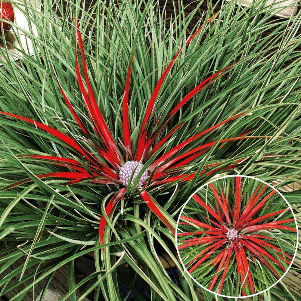 Winterharte Gartenbromelie Ziergräser Ziergräser & Raritäten