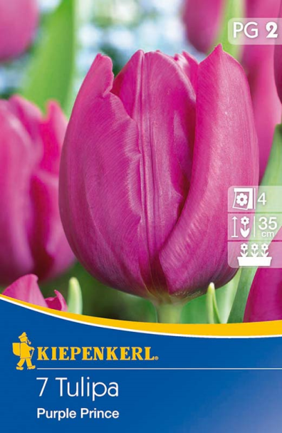 Einfache frühe Tulpe `Purple Prince` - Blumenzwiebel