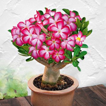 Wüstenrose (Pink/Weiß)