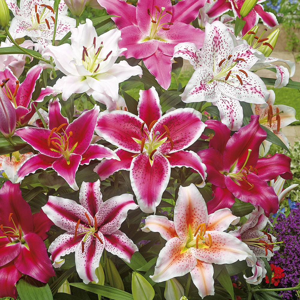 Lilien Blumenzwiebeln Ahrens+Sieberz Pflanzenversand & Gartenbedarf
