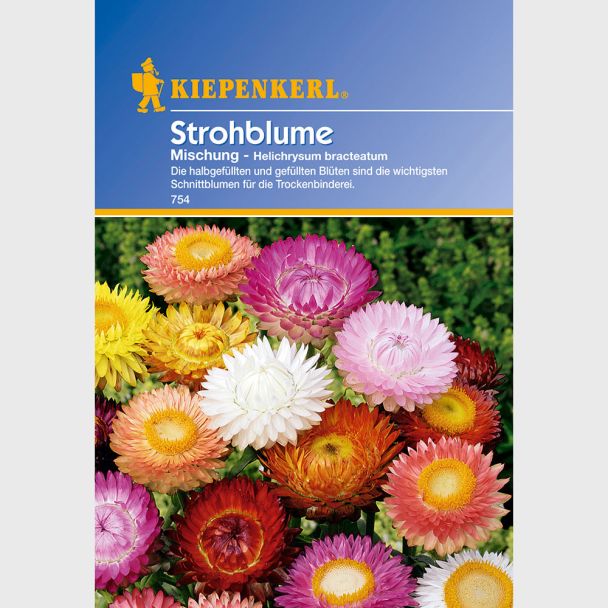 Strohblume 'Mischung'