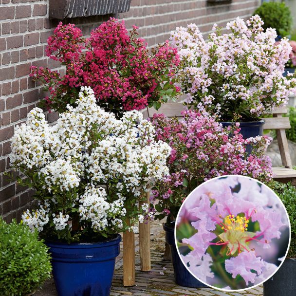 Lagerstroemia pink