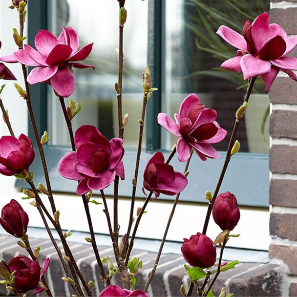 Magnolie 'Genie®'