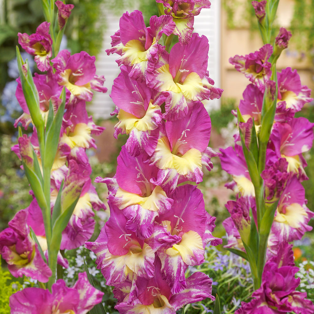 Gladiole Femme Fatale Gladiolen Blumenzwiebeln Ahrens+Sieberz