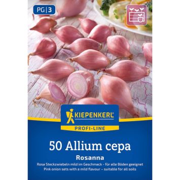 Rosa Steckzwiebel Rosanna