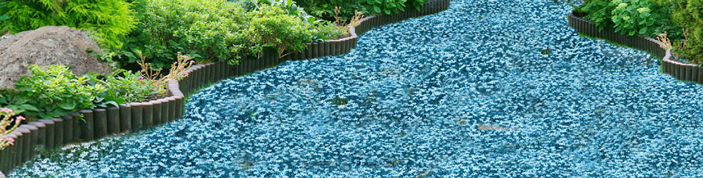 Bodendecker Blauer Stern