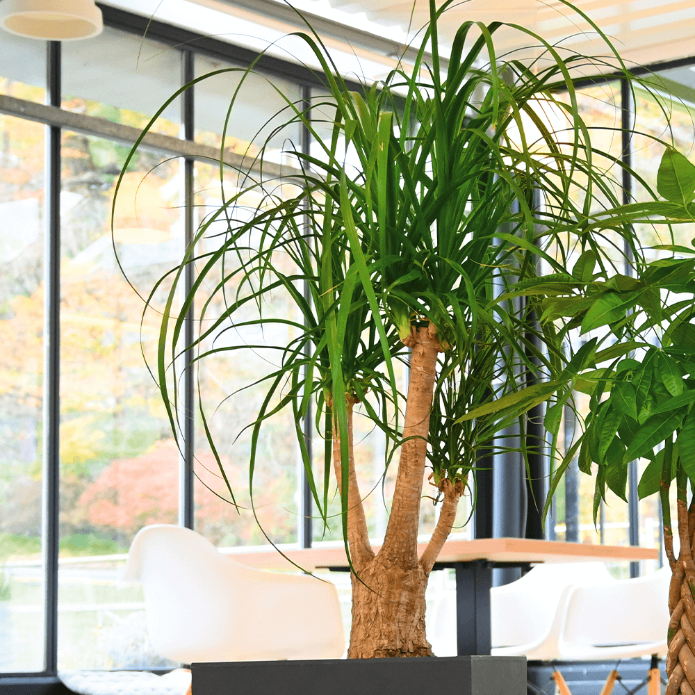 Elefantenfuß kaufen Ahrens+Sieberz Pflanzenversand & Gartenbedarf