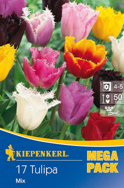 Tulpen 'Gerfranste Tulpen' - Mischung
