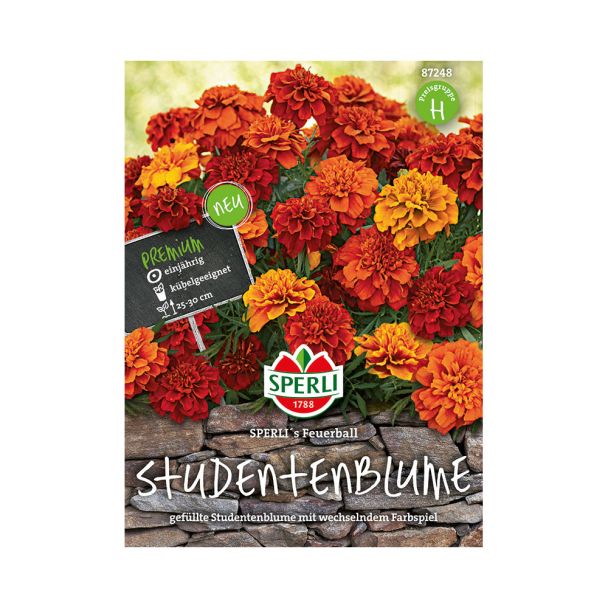 Studentenblume 'SPERLI's Feuerball'