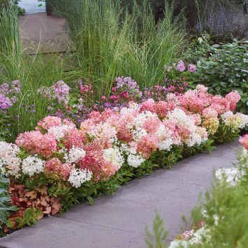 Hortensie Groundbreaker