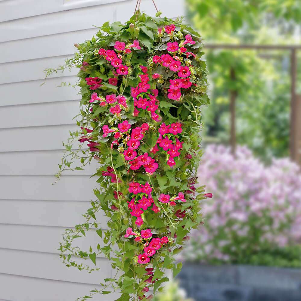 HängeGloxinie Lofos® 'Wine Red' Hängende und kletternde Balkon und