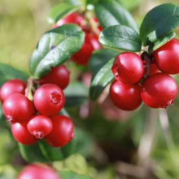 Fruchtender Bodendecker Cranberry
