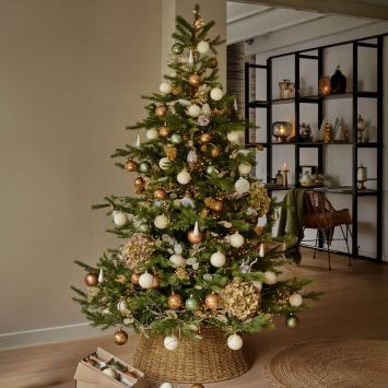 Weihnachtsbaum Grandis Fir (180cm)