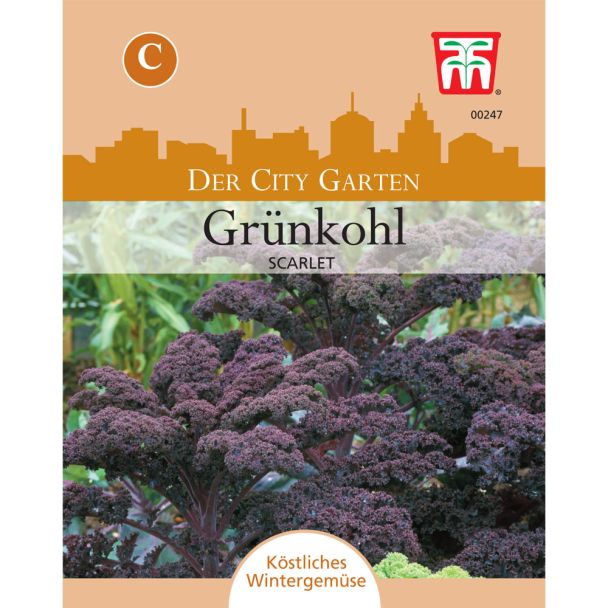Grünkohl Scarlet