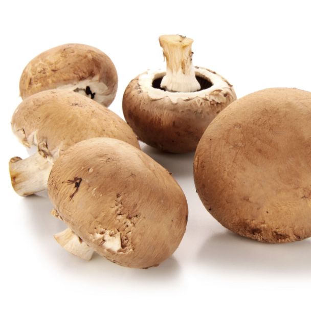 'Stein-Champignon' Pilz-Fertigkultur