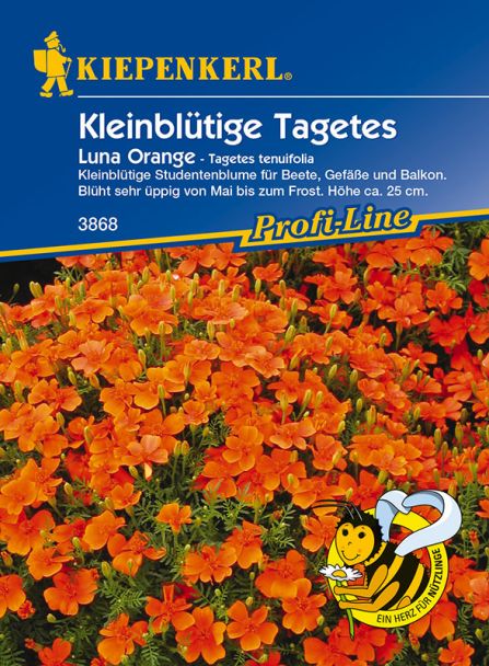 Kleinblütige Tagetes 'Luna Orange'