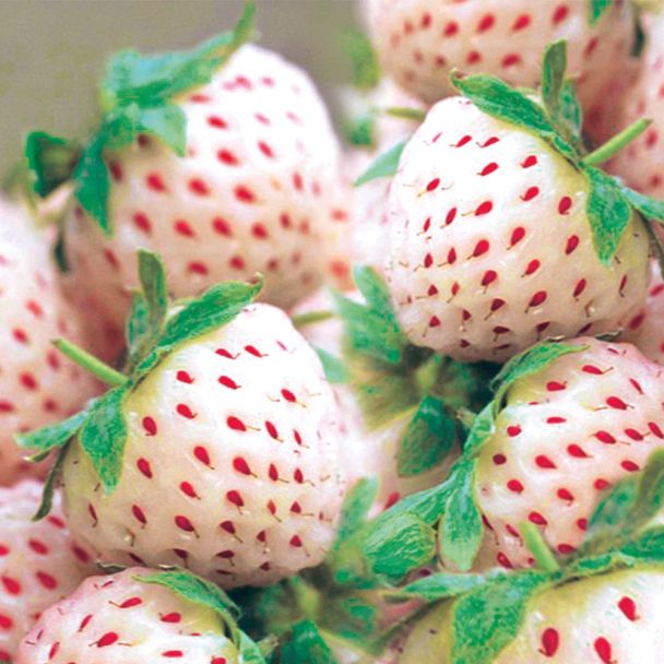 Weiße Ananas-Erdbeere 'Snow White®', Setzlinge