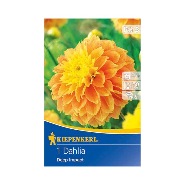 Dahlien Deep Impact