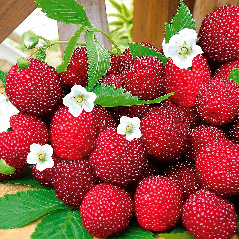 Erdbeer-Himbeere \'Red Beauty\' | Himbeeren | Obst | Ahrens+Sieberz -  Pflanzenversand & Gartenbedarf