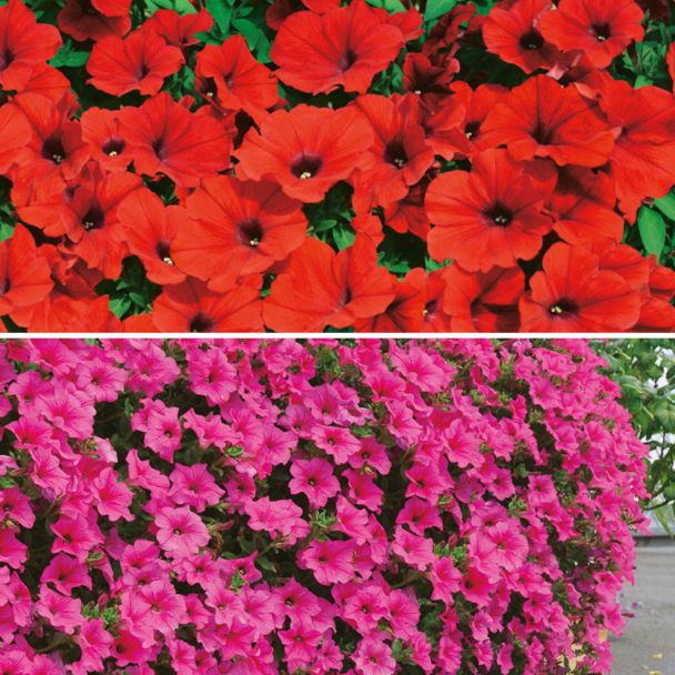 Petunien: 3 Deep Red und 3 Hot Pink