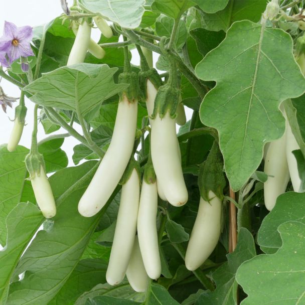Weiße Kleine - weiße Fingeraubergine