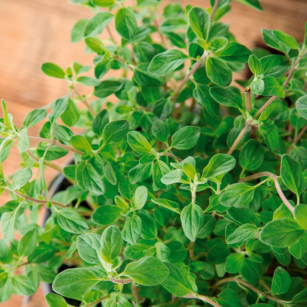 Oregano kaufen Ahrens+Sieberz Pflanzenversand & Gartenbedarf