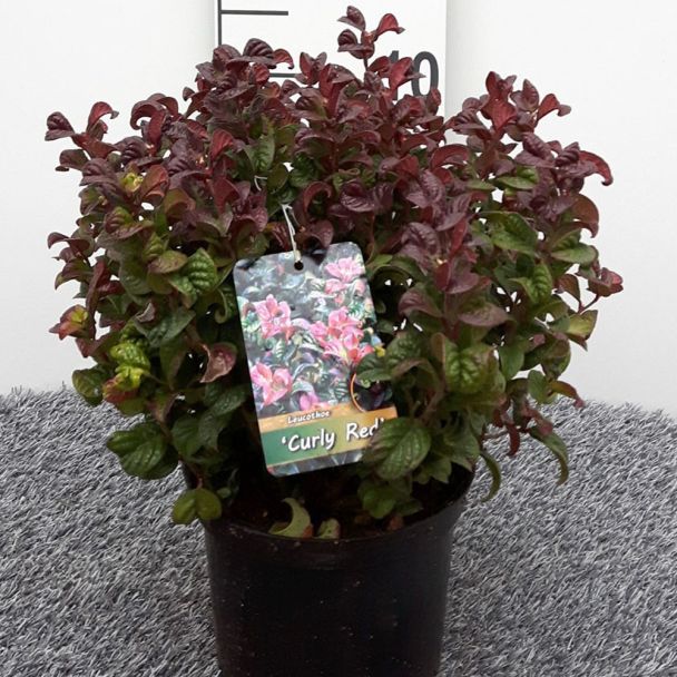 Lavendelheide 'Curly Red'