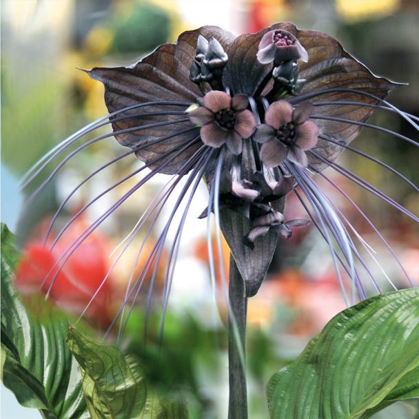 Tacca Black Beauty