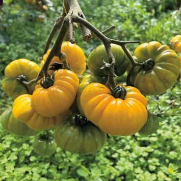 Tomate Old Yellow Candystripe