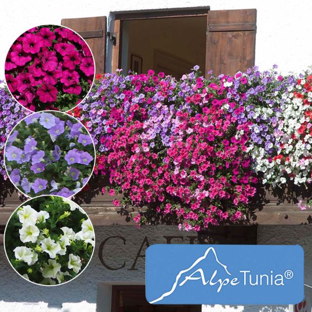 Sparset: 9 AlpeTunia® 3 Purple, 3 Blue, 3 White