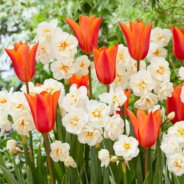 Tulpen- und Narzissenmischung Flower Spring