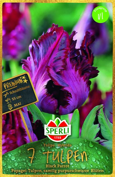 Papagei-Tulpen 'Black Parrot'