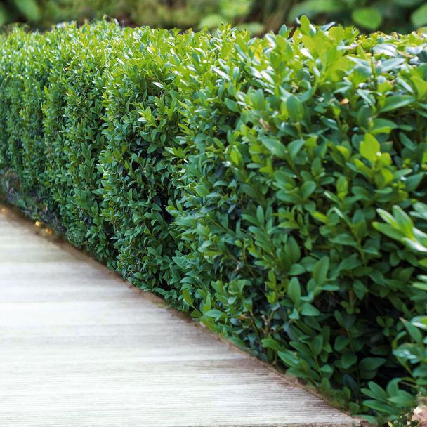 Ilex 'Dark Green'