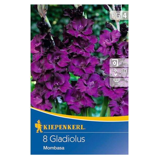 Großblumige Gladiole Mombasa