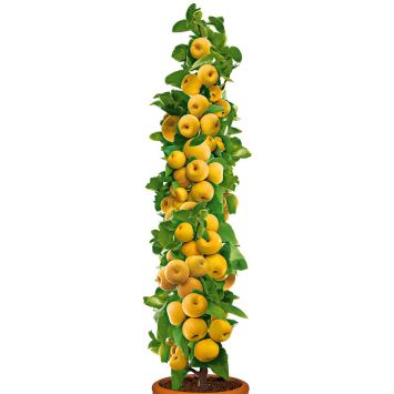 Säulenobstbaum Champagner-Birnen-Apfel 'ProSecco'®, zweijährig